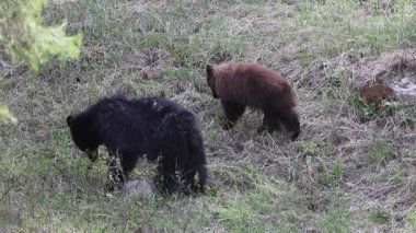 Siyah bir ayı baharda Yellowstone Ulusal Parkı 'nda eker ve yavrusu olur.
