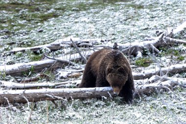 Yellowstone Ulusal Parkı Wyoming 'de baharda kar yağan boz ayı.