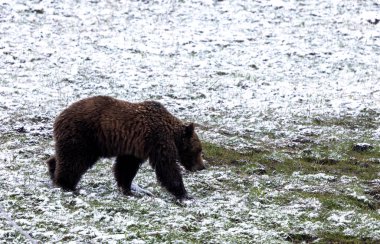 Yellowstone Ulusal Parkı Wyoming 'de baharda kar yağan boz ayı.