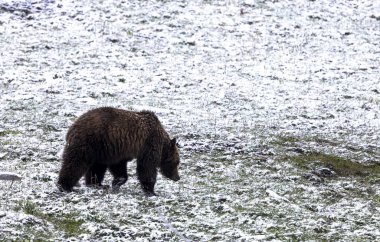 Yellowstone Ulusal Parkı Wyoming 'de baharda kar yağan boz ayı.