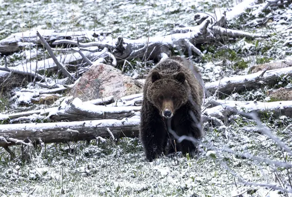 Yellowstone Ulusal Parkı Wyoming 'de baharda kar yağan boz ayı.