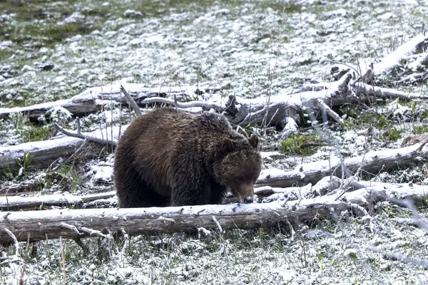Yellowstone Ulusal Parkı Wyoming 'de baharda kar yağan boz ayı.