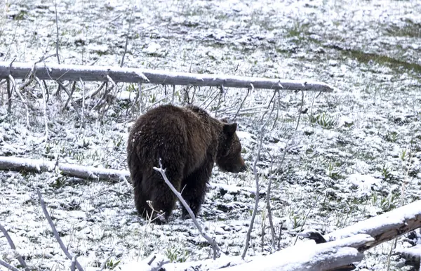 Yellowstone Ulusal Parkı Wyoming 'de baharda kar yağan boz ayı.