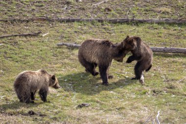 Baharda Yellowstone Natioanl Parkı 'nda oynayan boz ayı dişi domuz ve yavruları.