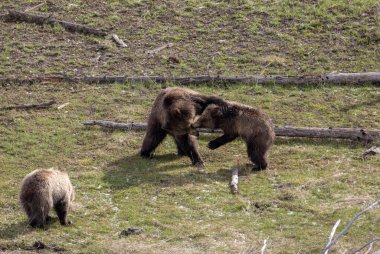 Baharda Yellowstone Natioanl Parkı 'nda oynayan boz ayı dişi domuz ve yavruları.