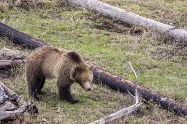 Yellowstone Ulusal Parkı Wyoming 'de baharda bir boz ayı.