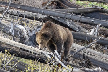 Yellowstone Ulusal Parkı Wyoming 'de baharda bir boz ayı.