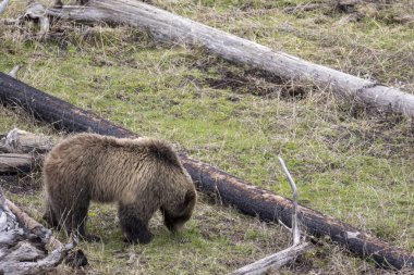 Yellowstone Ulusal Parkı Wyoming 'de baharda bir boz ayı.