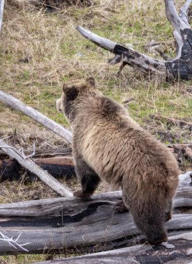 Yellowstone Ulusal Parkı Wyoming 'de baharda bir boz ayı.