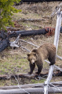 Yellowstone Ulusal Parkı Wyoming 'de baharda bir boz ayı.