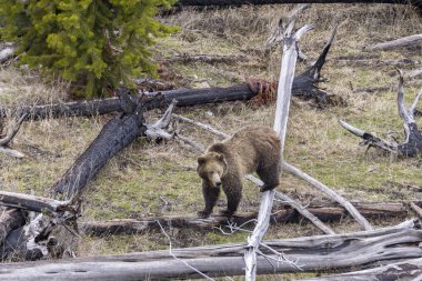 Yellowstone Ulusal Parkı Wyoming 'de baharda bir boz ayı.