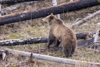 Yellowstone Ulusal Parkı Wyoming 'de baharda bir boz ayı.