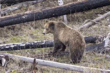 Yellowstone Ulusal Parkı Wyoming 'de baharda bir boz ayı.