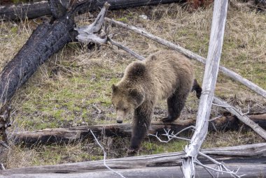 Yellowstone Ulusal Parkı Wyoming 'de baharda bir boz ayı.