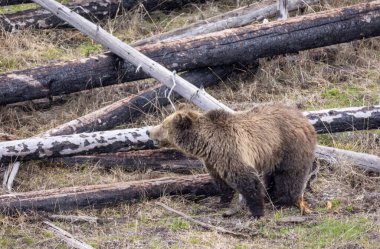Yellowstone Ulusal Parkı Wyoming 'de baharda bir boz ayı.