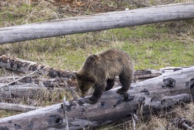 Yellowstone Ulusal Parkı Wyoming 'de baharda bir boz ayı.
