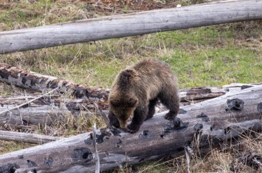 Yellowstone Ulusal Parkı Wyoming 'de baharda bir boz ayı.
