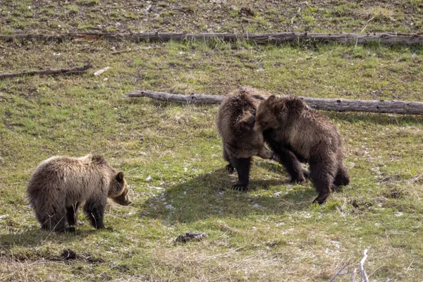 Baharda Yellowstone Natioanl Parkı 'nda oynayan boz ayı dişi domuz ve yavruları.