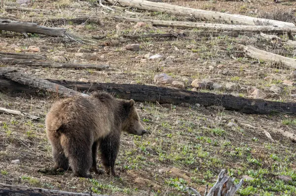Yellowstone Ulusal Parkı Wyoming 'de baharda bir boz ayı.