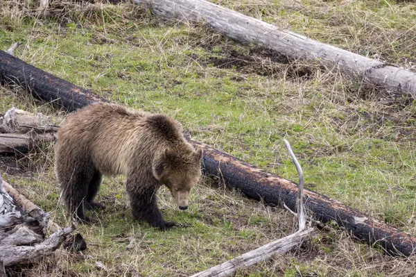 Yellowstone Ulusal Parkı Wyoming 'de baharda bir boz ayı.