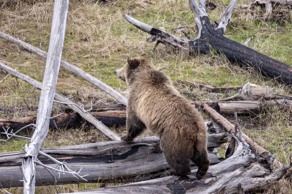 Yellowstone Ulusal Parkı Wyoming 'de baharda bir boz ayı.