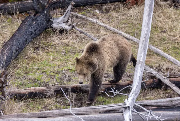 Yellowstone Ulusal Parkı Wyoming 'de baharda bir boz ayı.