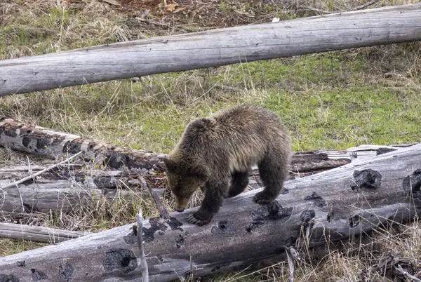Yellowstone Ulusal Parkı Wyoming 'de baharda bir boz ayı.