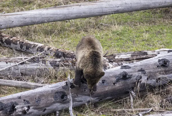 Yellowstone Ulusal Parkı Wyoming 'de baharda bir boz ayı.