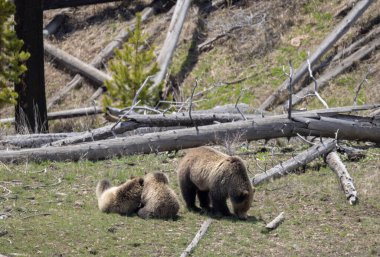 Yellowstone Ulusal Parkı Wyoming 'de ilkbaharda bir boz ayı ve yavruları.