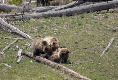 Yellowstone Ulusal Parkı Wyoming 'de ilkbaharda bir boz ayı ve yavruları.