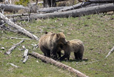 Yellowstone Ulusal Parkı Wyoming 'de ilkbaharda bir boz ayı ve yavruları.
