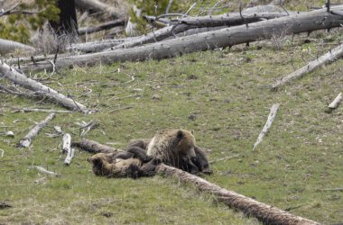 Yellowstone Ulusal Parkı Wyoming 'de ilkbaharda bir boz ayı ve yavruları.