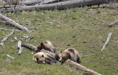 Yellowstone Ulusal Parkı Wyoming 'de ilkbaharda bir boz ayı ve yavruları.