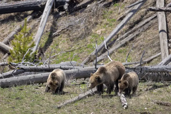 Yellowstone Ulusal Parkı Wyoming 'de ilkbaharda bir boz ayı ve yavruları.