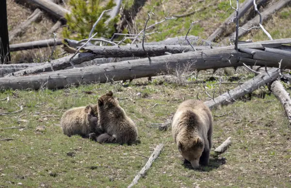 Yellowstone Ulusal Parkı Wyoming 'de ilkbaharda bir boz ayı ve yavruları.