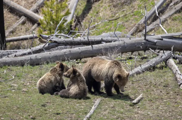 Yellowstone Ulusal Parkı Wyoming 'de ilkbaharda bir boz ayı ve yavruları.