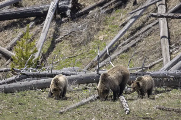 Yellowstone Ulusal Parkı Wyoming 'de ilkbaharda bir boz ayı ve yavruları.