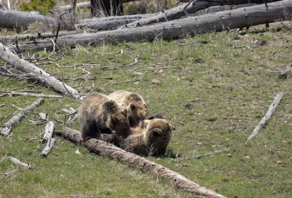 Yellowstone Ulusal Parkı Wyoming 'de ilkbaharda bir boz ayı ve yavruları.