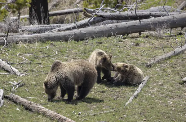 Yellowstone Ulusal Parkı Wyoming 'de ilkbaharda bir boz ayı ve yavruları.