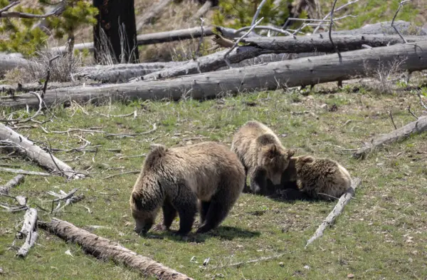 Yellowstone Ulusal Parkı Wyoming 'de ilkbaharda bir boz ayı ve yavruları.