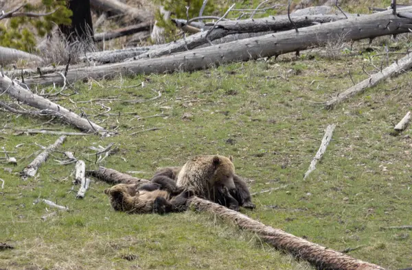 Yellowstone Ulusal Parkı Wyoming 'de ilkbaharda bir boz ayı ve yavruları.