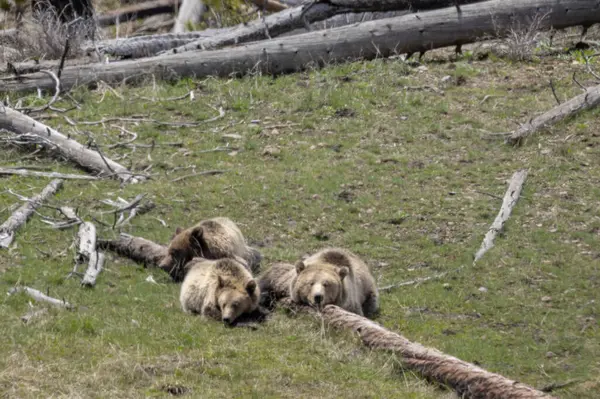 Yellowstone Ulusal Parkı Wyoming 'de ilkbaharda bir boz ayı ve yavruları.