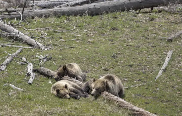 Yellowstone Ulusal Parkı Wyoming 'de ilkbaharda bir boz ayı ve yavruları.