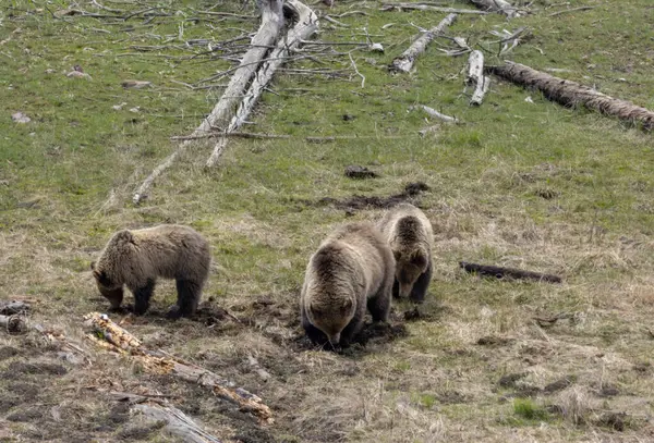 Yellowstone Ulusal Parkı Wyoming 'de ilkbaharda bir boz ayı ve yavruları.