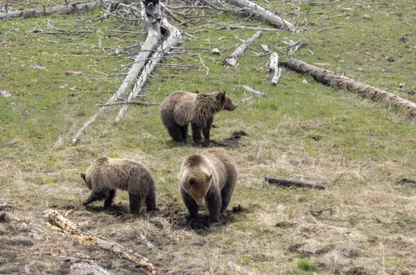 Yellowstone Ulusal Parkı Wyoming 'de ilkbaharda bir boz ayı ve yavruları.