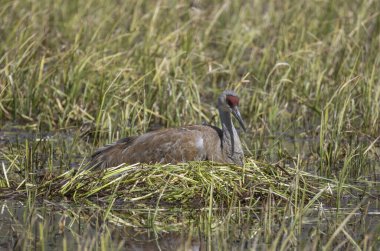 Wyoming göletindeki bir yuvada kum tepesi vinci.