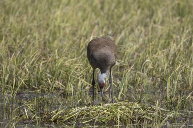 Wyoming göletindeki bir yuvada kum tepesi vinci.