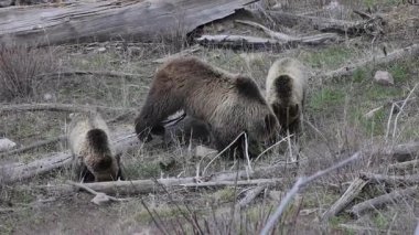 Baharda Yellowstone Ulusal Parkı 'nda boz ayı.