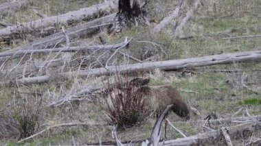 Baharda Yellowstone Ulusal Parkı 'nda boz ayı.