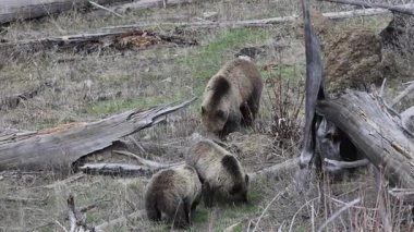 Baharda Yellowstone Ulusal Parkı 'nda boz ayı.